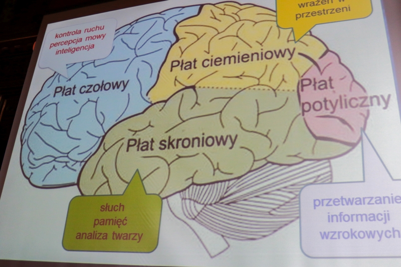 Fragment prezentacji przedstawiający podział mózgu na płaty